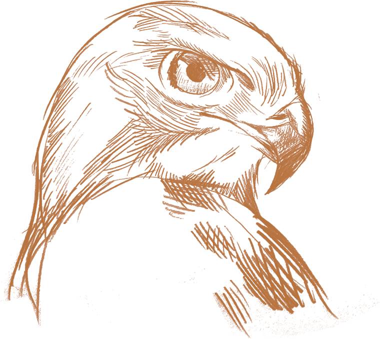 hawk_orange